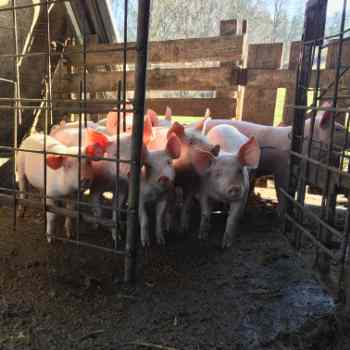Some piglets in their stable