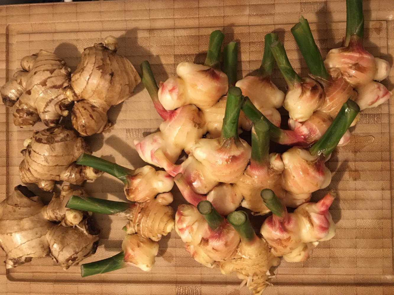 A few mother (old growth) ginger and some fresh newly grown ginger rhizomes