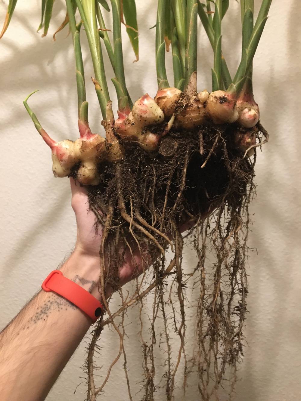 Look at all those roots coming out from the ginger rhizomes!