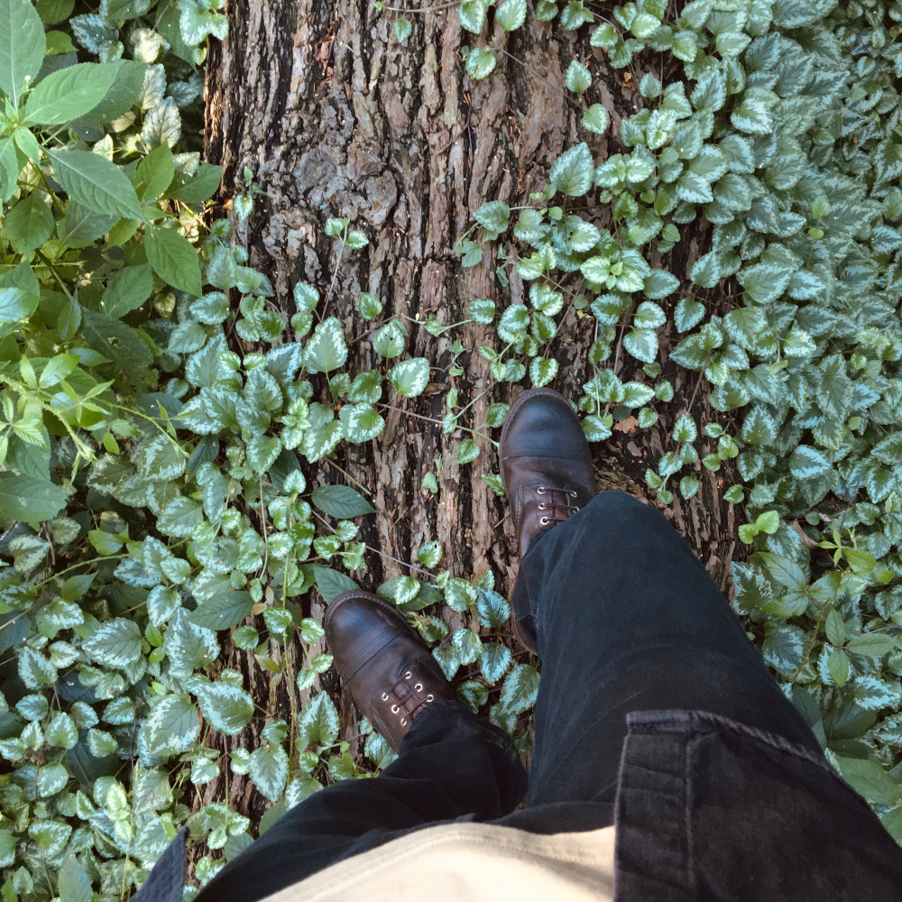 Look down at my feet in boots. I'm standing on a large fallen tree that's starting to get overgrown by pretty local plants