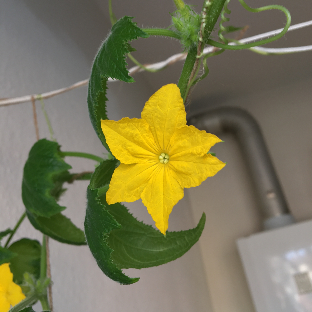 Cucumber blossom