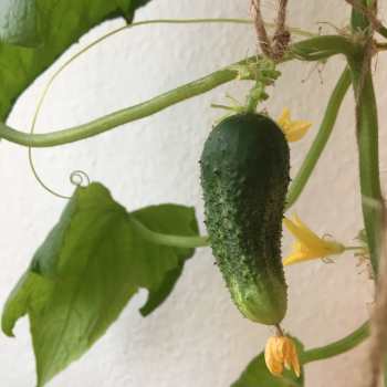 A small green cucumber on its vine with the dried yellow flower still attached to it's end