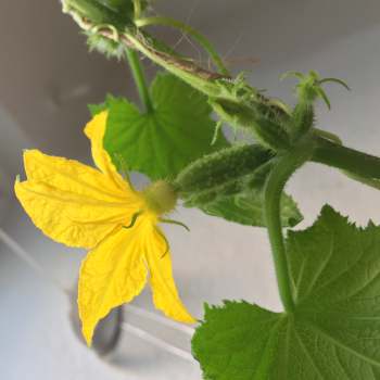 Cucumber blossom