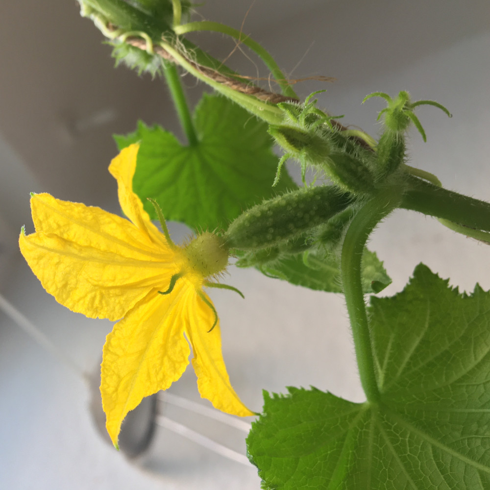 Cucumber blossom